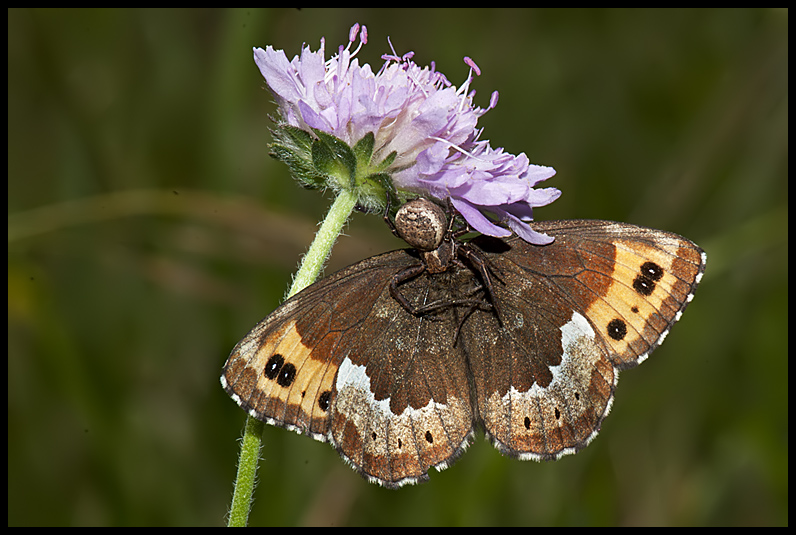 Erebia ligea  Linneus 1758